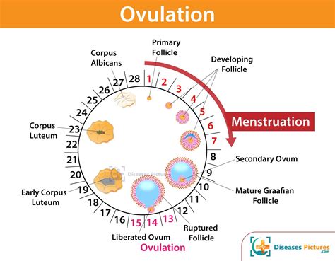 3dpo symptoms|3 days after ovulation cramping.